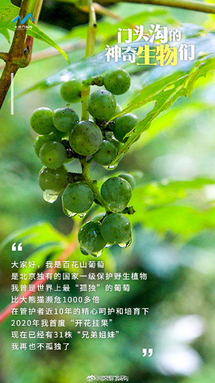 国际生物多样性日 门头沟的神奇生物在哪里？