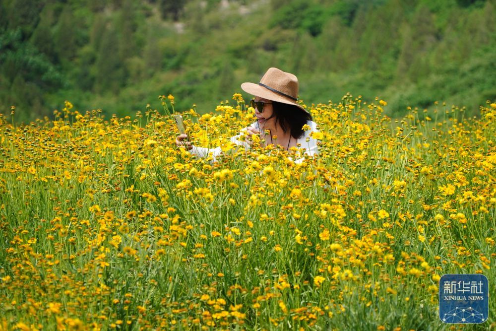 济南初夏金鸡菊盛开