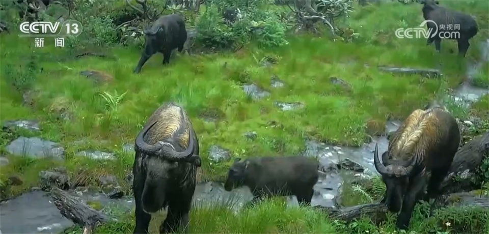 “最美小鸟”“鸟中大熊猫”、金钱豹 多个珍稀物种见证生态保护成效