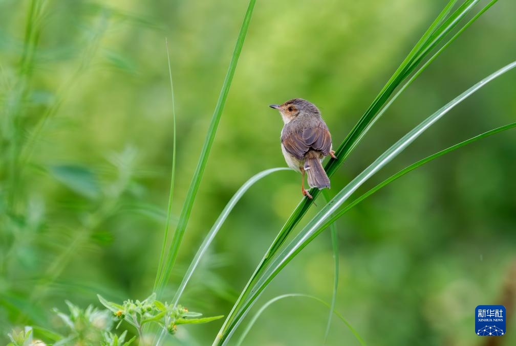 福建：鸟类的乐园
