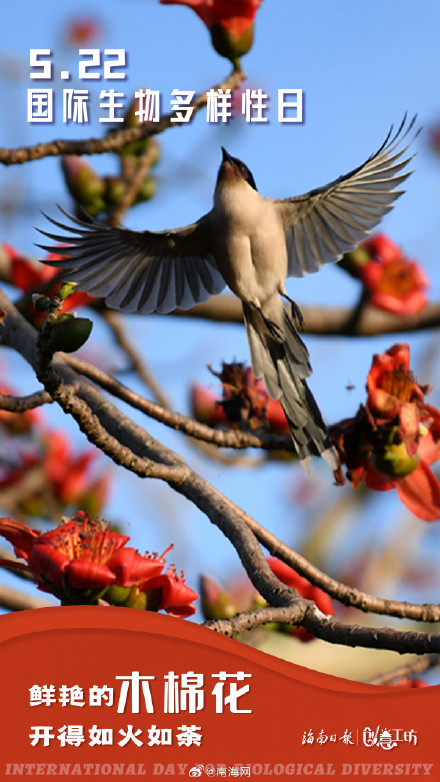 在国际生物多样性日，一起探秘生命的色彩
