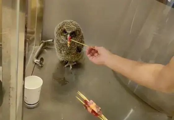 重生之我在云南当“神兽”