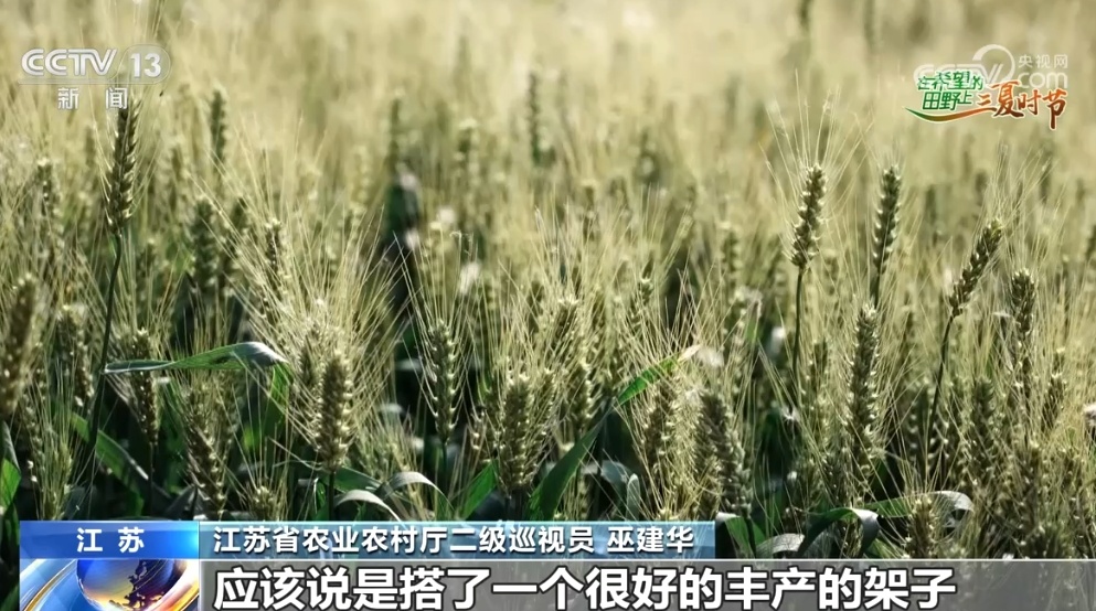 “鱼米之乡”近3600万亩小麦丰收在望 “多管齐下”确保颗粒归仓