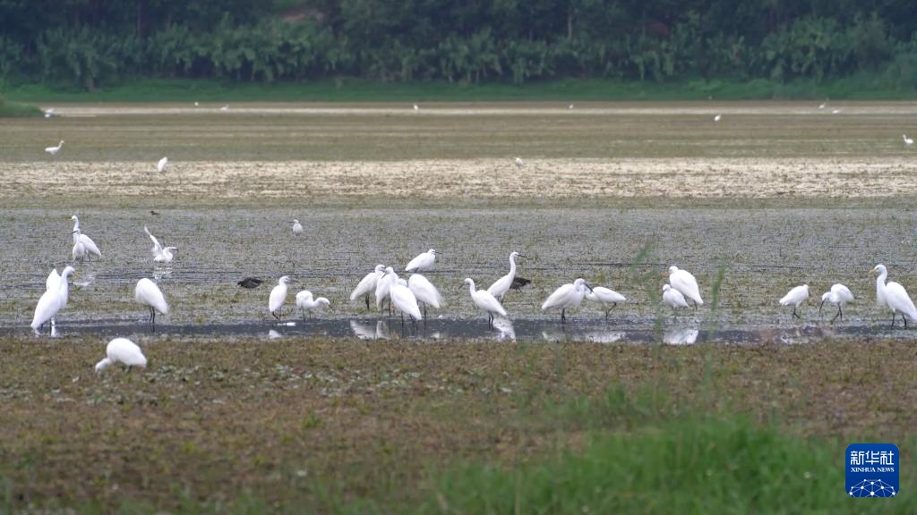 重生之我在云南当“神兽”