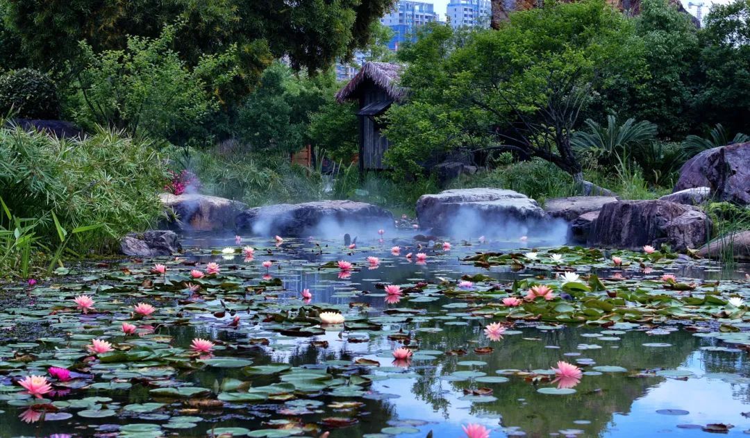 温州版莫奈花园！市区这里近五千平方米的睡莲盛放中→