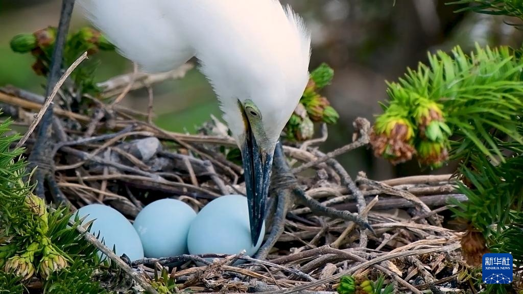 重生之我在云南当“神兽”