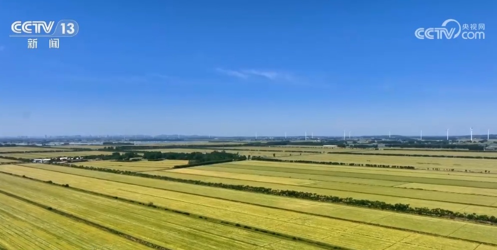 “鱼米之乡”近3600万亩小麦丰收在望 “多管齐下”确保颗粒归仓