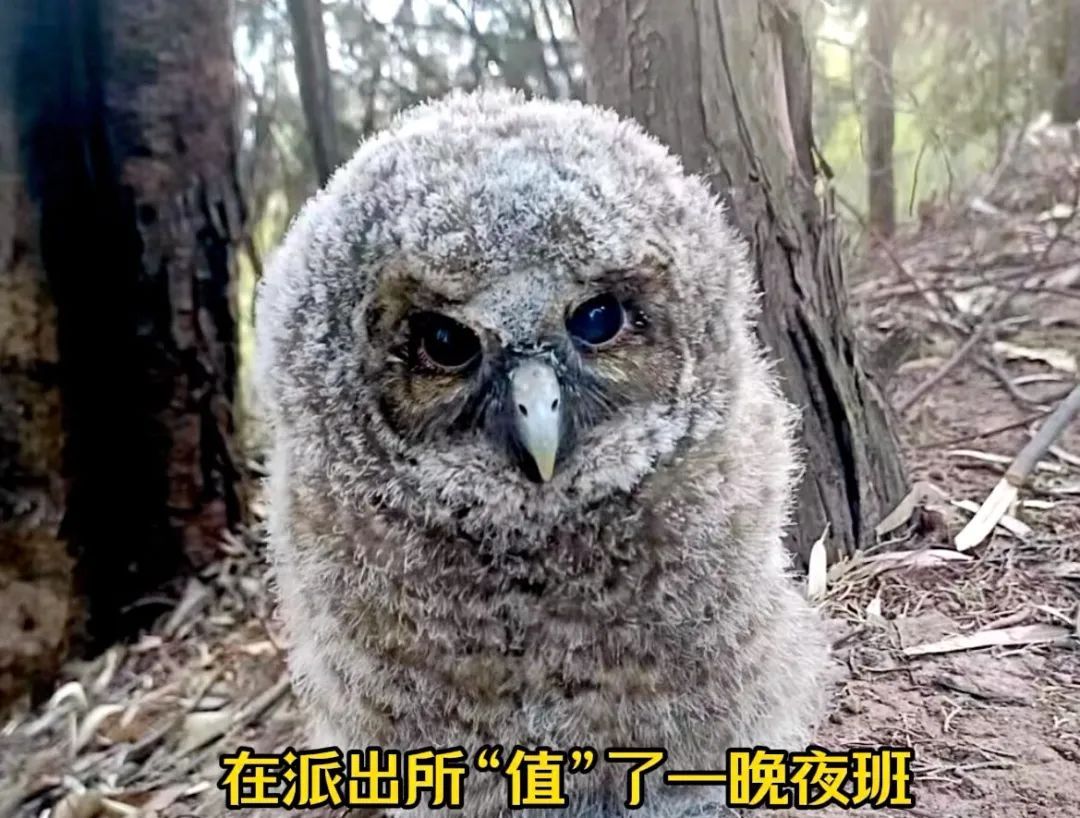 重生之我在云南当“神兽”