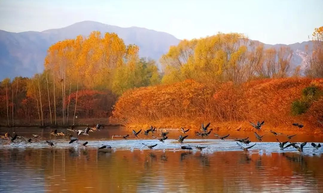 鸟儿的天堂！北京已经接待500多种鸟类观光游览