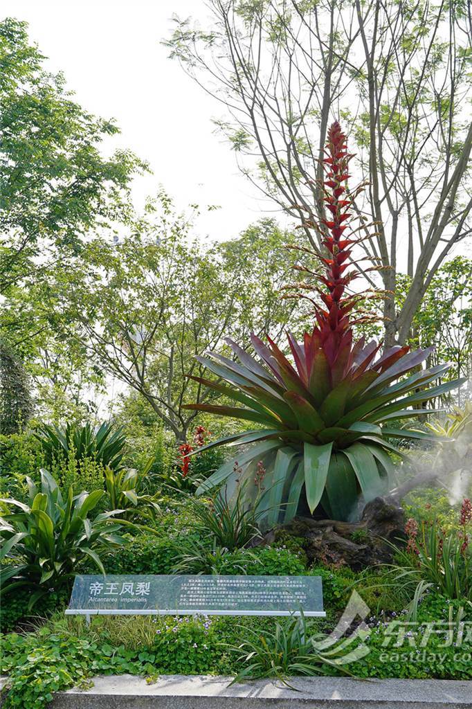 十年才开一次花,成都世园会上海展园帝王凤梨大放异彩 十年才开一次花,成都世园会上海展园帝王凤梨大放异彩