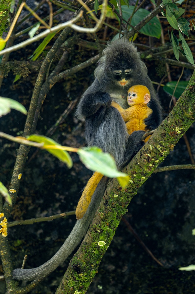 重生之我在云南当“神兽”