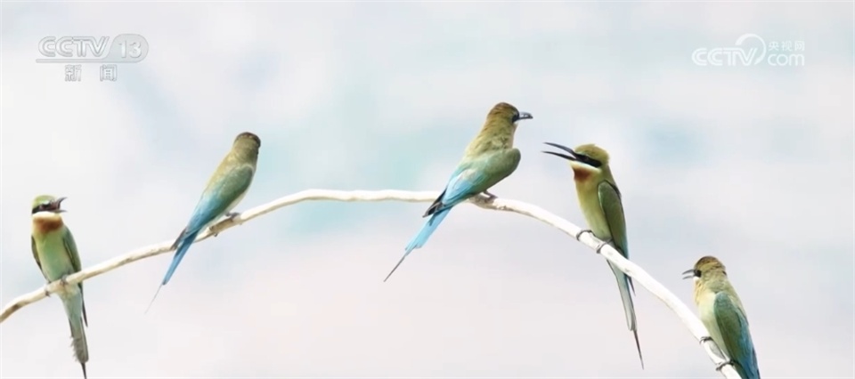 “最美小鸟”“鸟中大熊猫”、金钱豹 多个珍稀物种见证生态保护成效