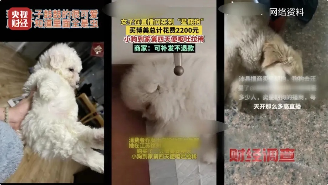 直播间买的宠物，到家只能活7天？记者实地调查售卖乱象→