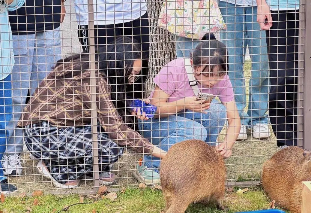 宁波一所高校秒变“动物园”!羊驼、袋鼠、卡皮巴拉都来了! 宁波一所高校秒变“动物园”!羊驼、袋鼠、卡皮巴拉都来了!