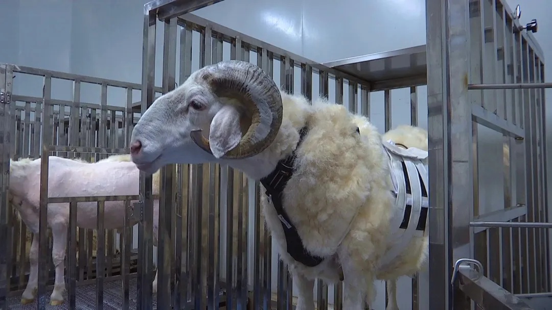 刷新国内纪录！“火箭心”实验羊成功存活三年