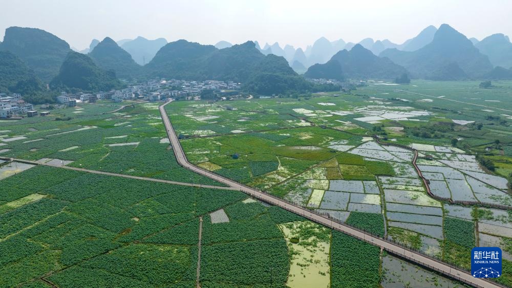 广西柳江：万亩春藕丰收上市