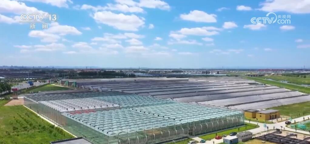 “种全国、卖全球” 小萝卜“变身”致富大产业 擦亮中国特色农业品牌 “种全国、卖全球” 小萝卜“变身”致富大产业 擦亮中国特色农业品牌