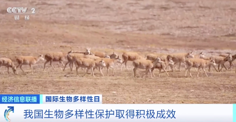 大熊猫野外种群总量近1900只！我国生物多样性保护成效显著