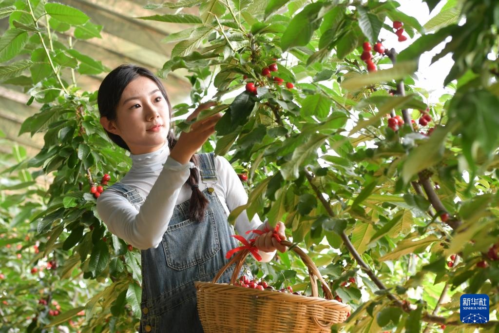 山东日照:休闲农业园成为近郊游“打卡地” 山东日照:休闲农业园成为近郊游“打卡地”