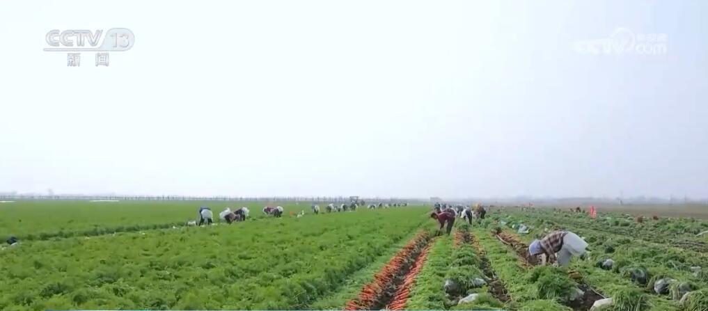 “种全国、卖全球” 小萝卜“变身”致富大产业 擦亮中国特色农业品牌 “种全国、卖全球” 小萝卜“变身”致富大产业 擦亮中国特色农业品牌