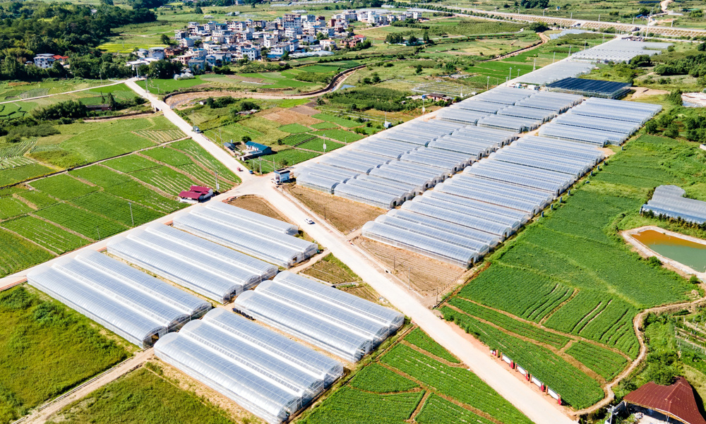 福建连城：育强百亿地瓜产业 践行大食物观