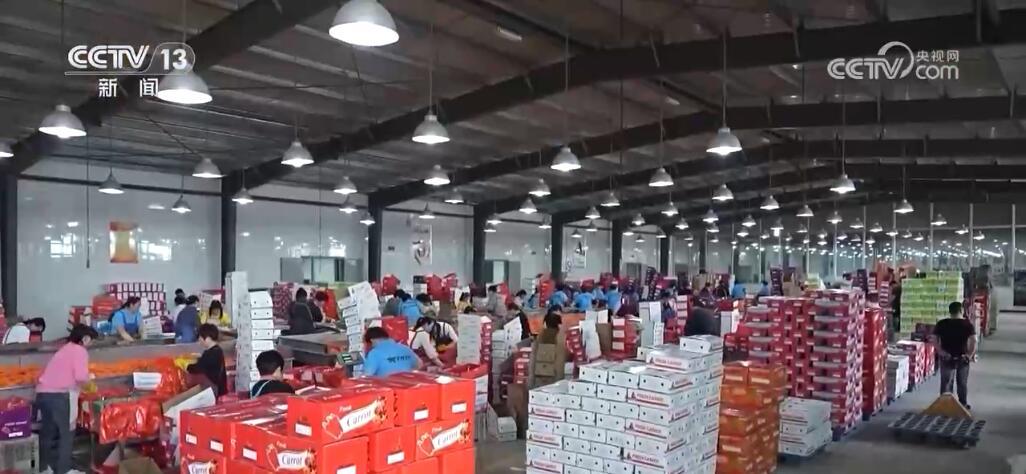 “种全国、卖全球” 小萝卜“变身”致富大产业 擦亮中国特色农业品牌 “种全国、卖全球” 小萝卜“变身”致富大产业 擦亮中国特色农业品牌