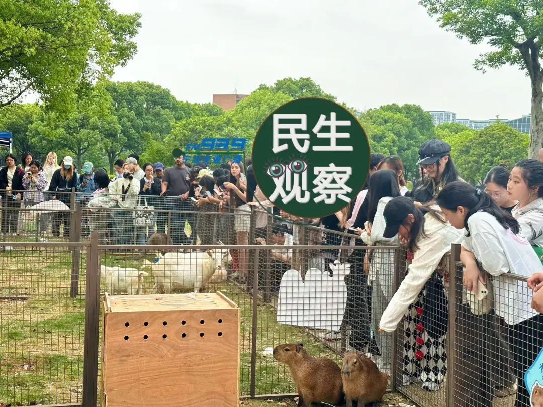 宁波一所高校秒变“动物园”!羊驼、袋鼠、卡皮巴拉都来了! 宁波一所高校秒变“动物园”!羊驼、袋鼠、卡皮巴拉都来了!