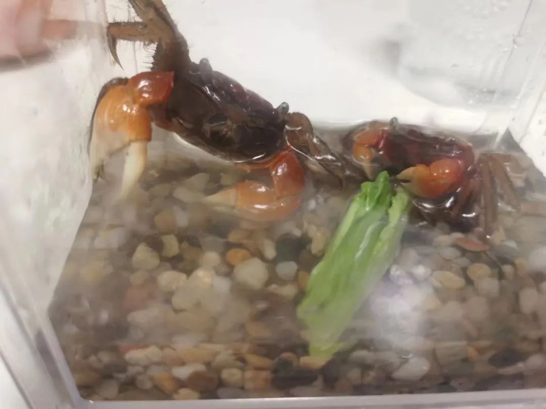 卖疯了！一只不到10元！杭州姑娘凌晨3点还在抢