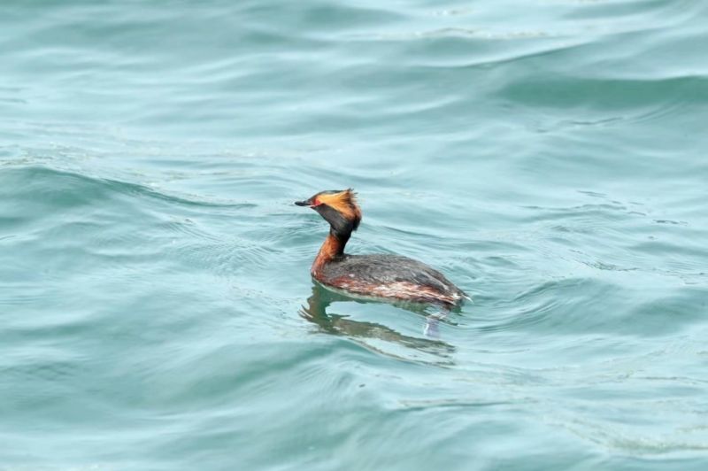 绵阳江油野生动物频“出镜”