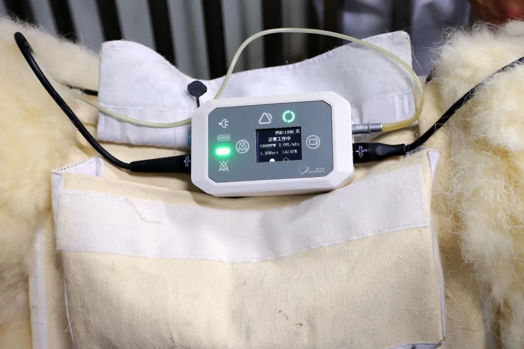 刷新国内纪录！“火箭心”实验羊成功存活三年