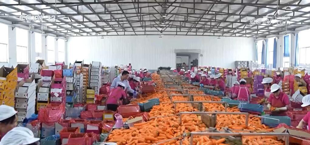 “种全国、卖全球” 小萝卜“变身”致富大产业 擦亮中国特色农业品牌 “种全国、卖全球” 小萝卜“变身”致富大产业 擦亮中国特色农业品牌