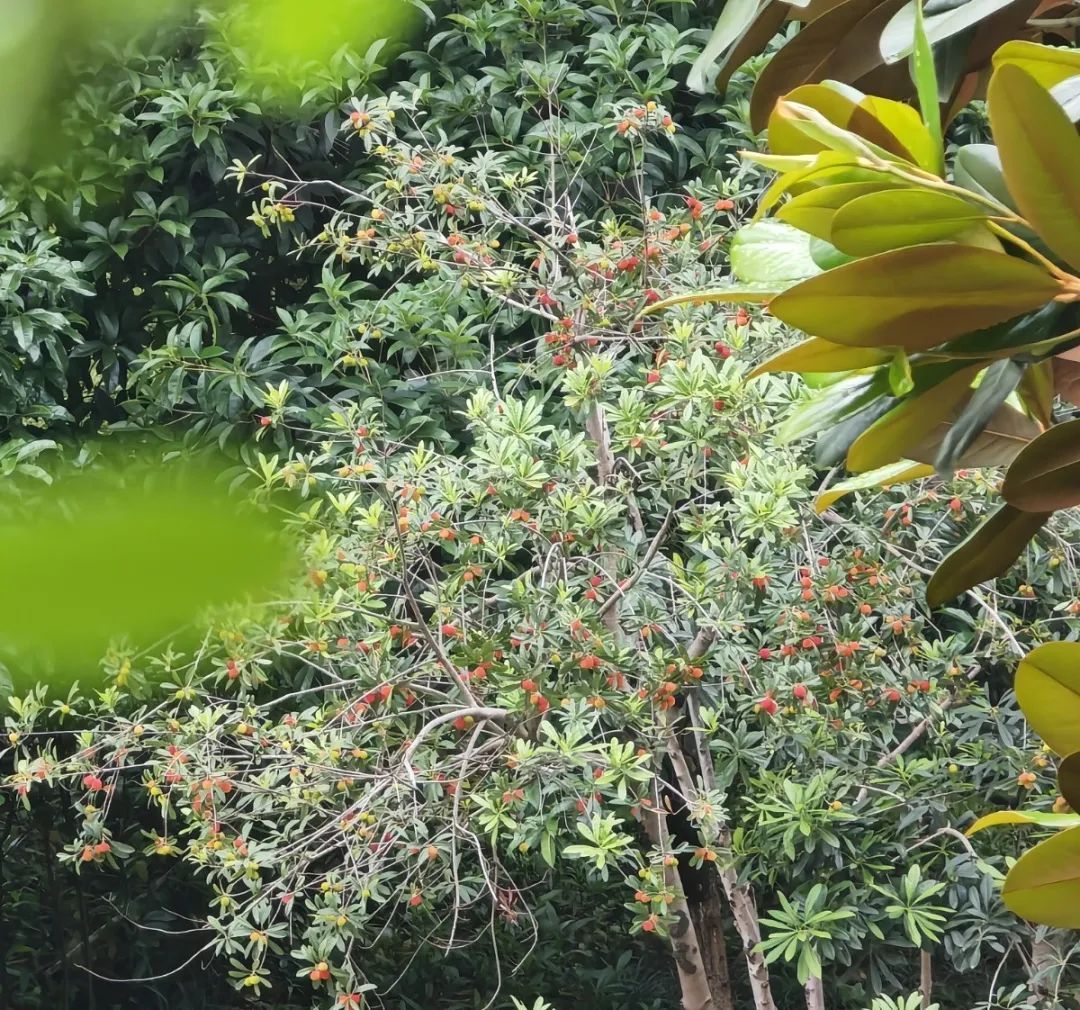 当心!重庆街头近期大量出现!千万别乱摘乱吃 当心!重庆街头近期大量出现!千万别乱摘乱吃