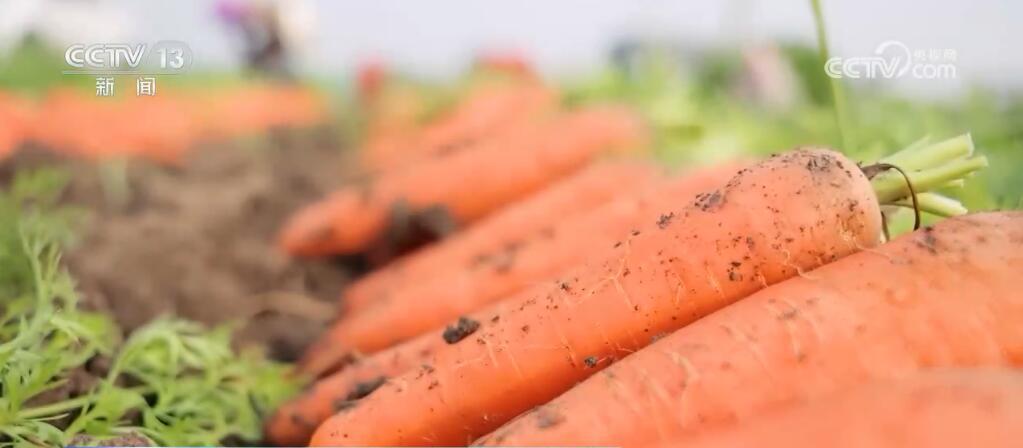 “种全国、卖全球” 小萝卜“变身”致富大产业 擦亮中国特色农业品牌 “种全国、卖全球” 小萝卜“变身”致富大产业 擦亮中国特色农业品牌