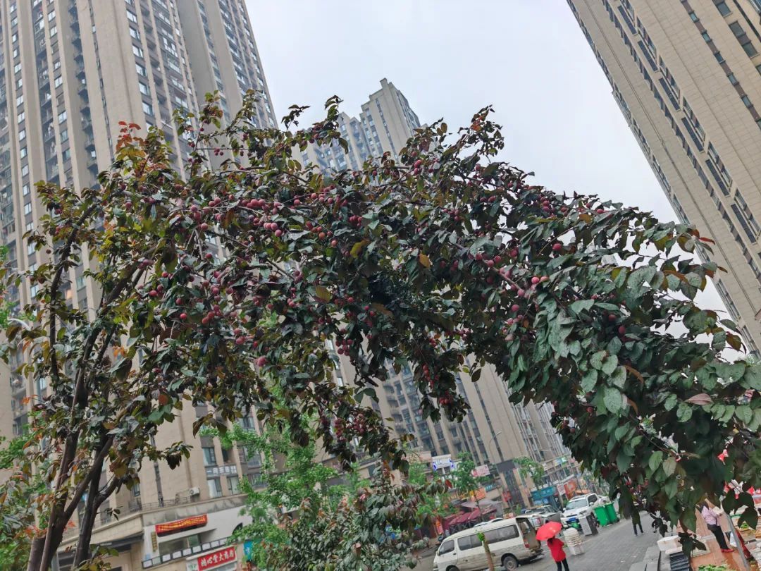 当心!重庆街头近期大量出现!千万别乱摘乱吃 当心!重庆街头近期大量出现!千万别乱摘乱吃