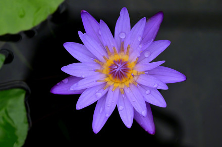 好运“莲莲”！睡莲绽放如一盏盏花灯