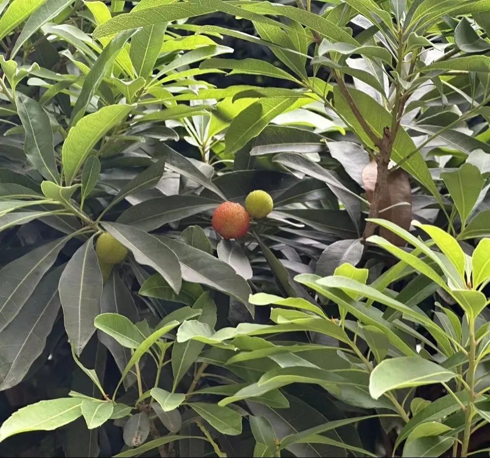 当心!重庆街头近期大量出现!千万别乱摘乱吃 当心!重庆街头近期大量出现!千万别乱摘乱吃