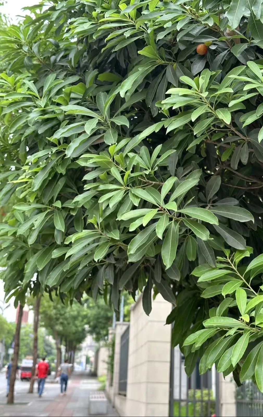 当心!重庆街头近期大量出现!千万别乱摘乱吃 当心!重庆街头近期大量出现!千万别乱摘乱吃