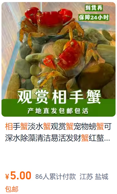 卖疯了！一只不到10元！杭州姑娘凌晨3点还在抢