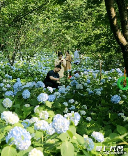 湖南初夏的浪漫藏在花海里