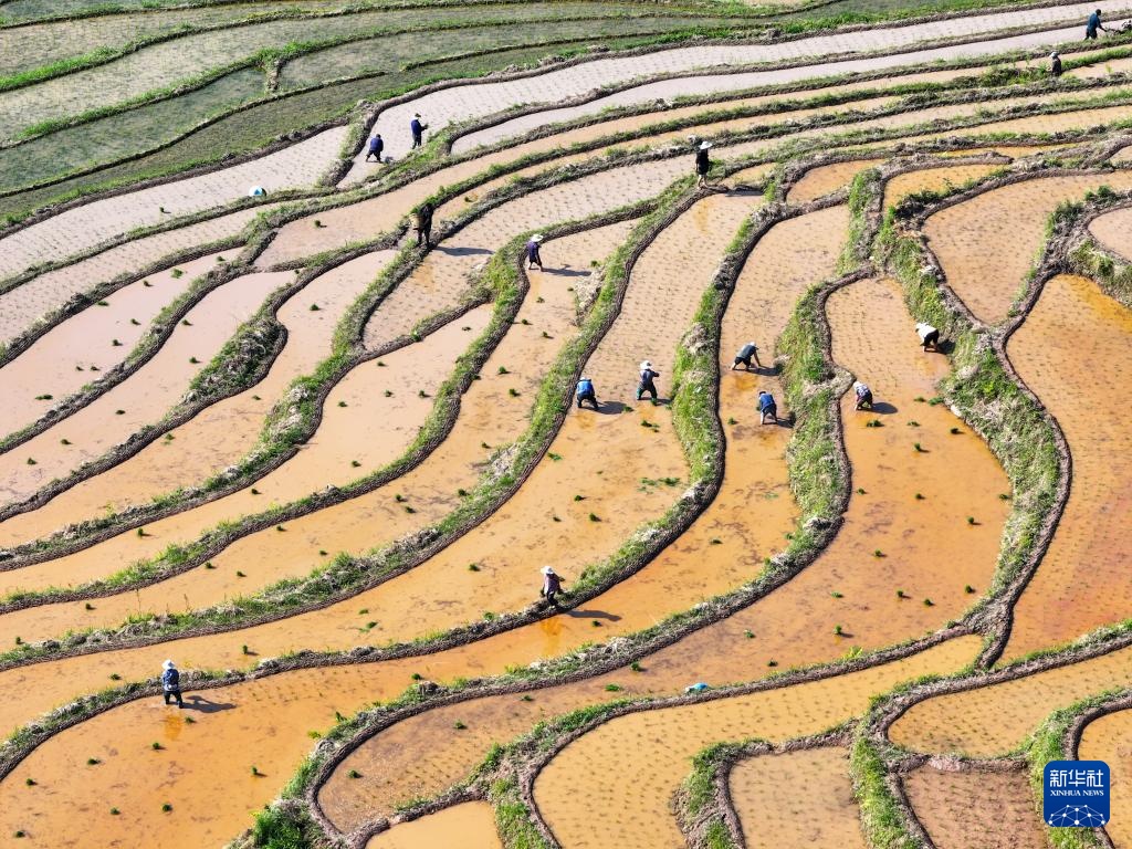 重庆石柱：高山水稻种植忙