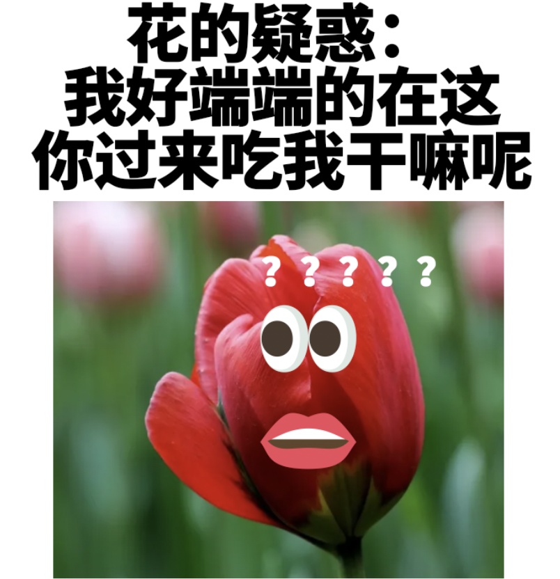 警惕！全株有毒！广东路边很常见！