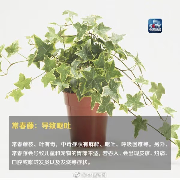 警惕！毒性很大，千万别碰！