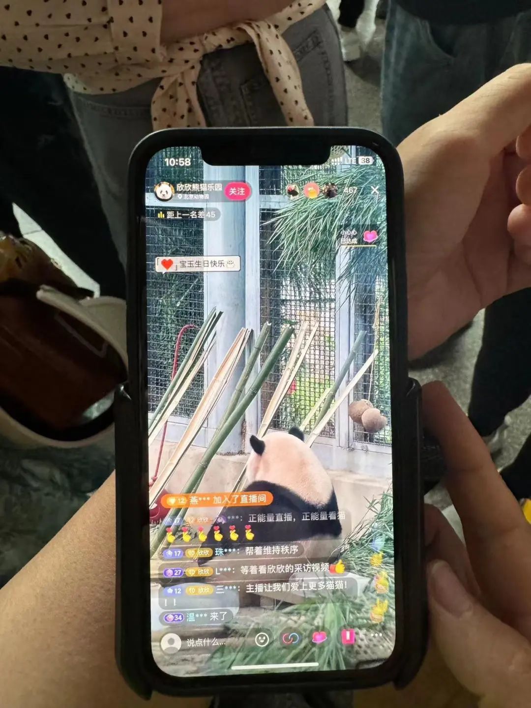 要备案,有专区!在北京动物园直播“顶流”熊猫有规矩,违规三次就禁播 要备案,有专区!在北京动物园直播“顶流”熊猫有规矩,违规三次就禁播