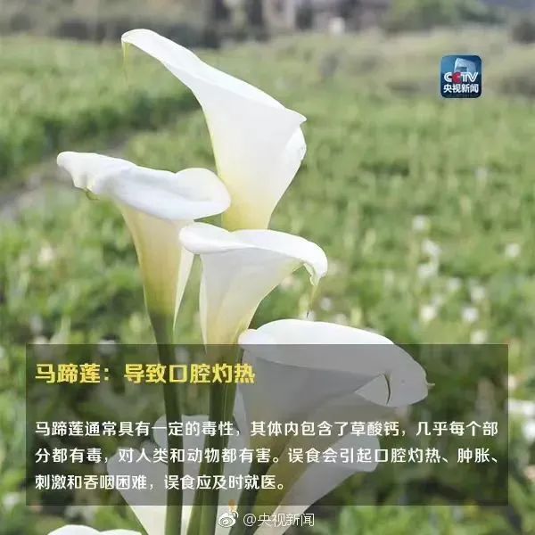 警惕：千万别碰！最近特显眼，毒性很大严重可致命