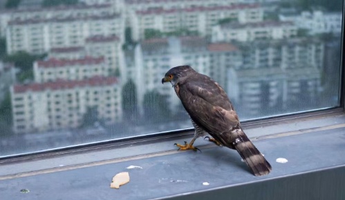 合肥一写字楼惊现猛禽！