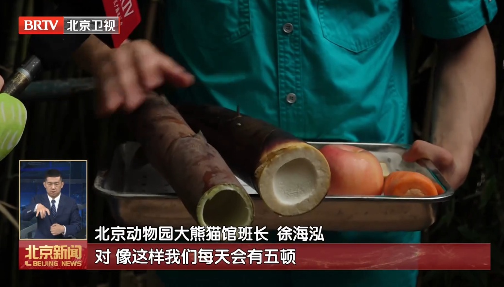 直播也要守“底线”！北京动物园严控熊猫馆直播现象，禁止“带货”