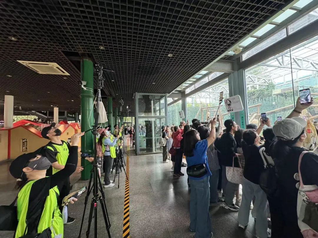 要备案,有专区!在北京动物园直播“顶流”熊猫有规矩,违规三次就禁播 要备案,有专区!在北京动物园直播“顶流”熊猫有规矩,违规三次就禁播