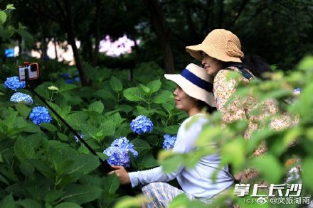 湖南初夏的浪漫藏在花海里