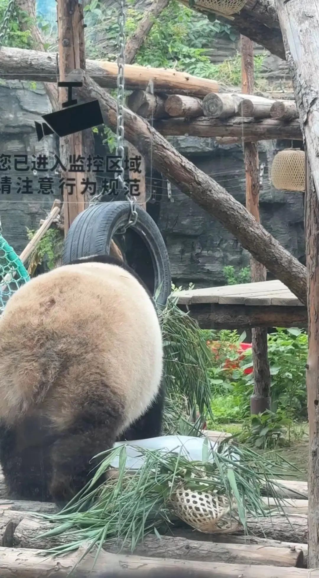 要备案,有专区!在北京动物园直播“顶流”熊猫有规矩,违规三次就禁播 要备案,有专区!在北京动物园直播“顶流”熊猫有规矩,违规三次就禁播