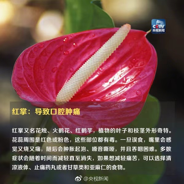 警惕！毒性很大，千万别碰！